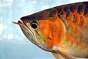 Asian arowana