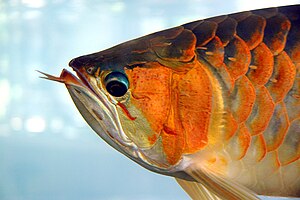 Arowana (Scleropages formosus)