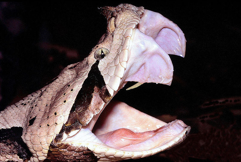 Файл:Bitis gabonica fangs.jpg