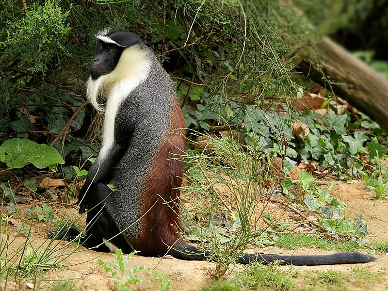 File:Cercopithecus roloway.jpg