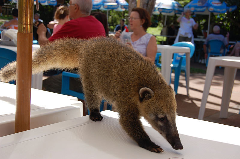 File:CoatiScavengingIguazú.jpg