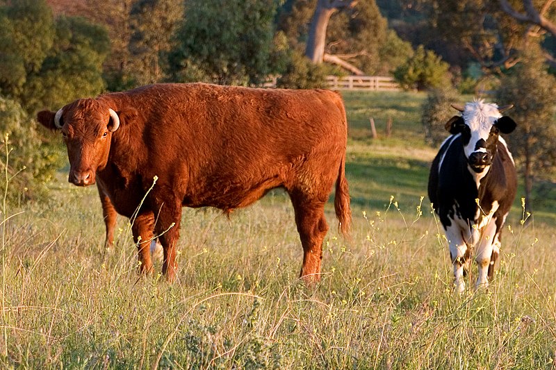 File:Cows at dawn.jpg