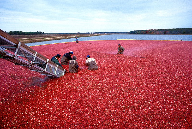 Archivo:Cranberrys beim Ernten.jpeg