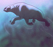 The desmostylians are the only extinct order of marine mammals. They might not be paenungulates.