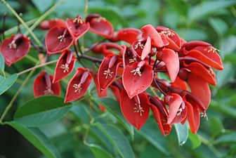 Ceibo, cockspur (Erythrina crista-galli)