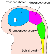 The embryo's brain at four weeks