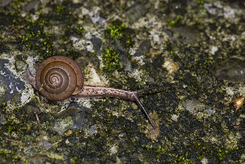 File:Gastropoda (34131818484).jpg