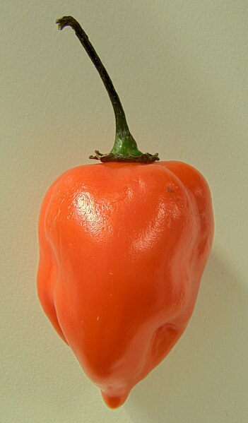 File:Habanero closeup.jpg