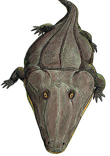 Mastodonsaurus3.jpg