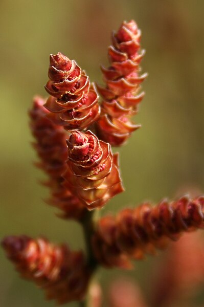 Файл:Myrica-gale-male.catkin.jpg