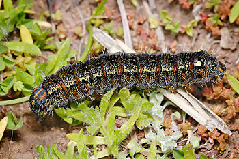 Pasture Day Moth caterpillar