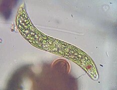 Monadoide (Euglena)