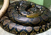 The reticulated python, one of the largest snakes, has only its long, powerful body as a weapon. But that body is enough to kill by suffocation of its victims, and any animal that can avoid it stays out of its reach.