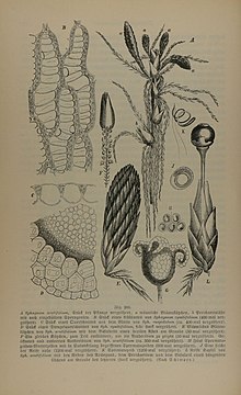 Sphagnum spp GS200.jpg