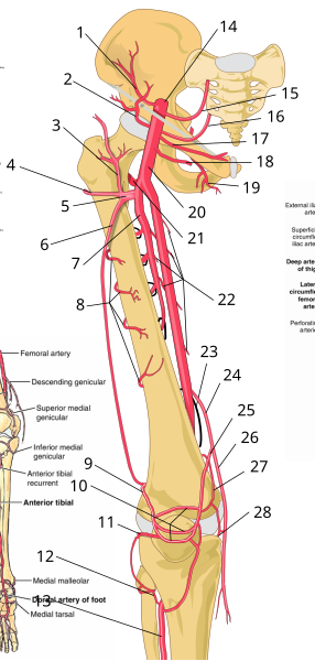 File:Thigh arteries schema numbered.svg