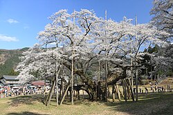 江戶彼岸（淡墨櫻）