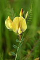 Vicia grandiflora