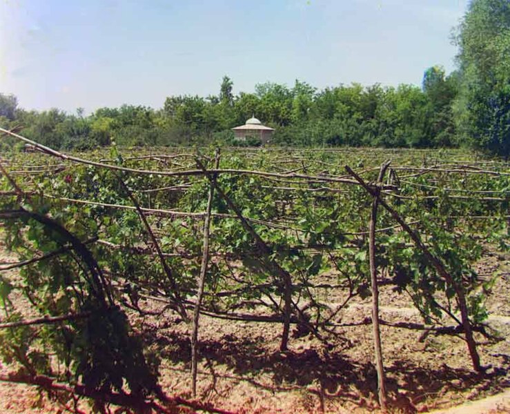 File:Vineyard.jpeg