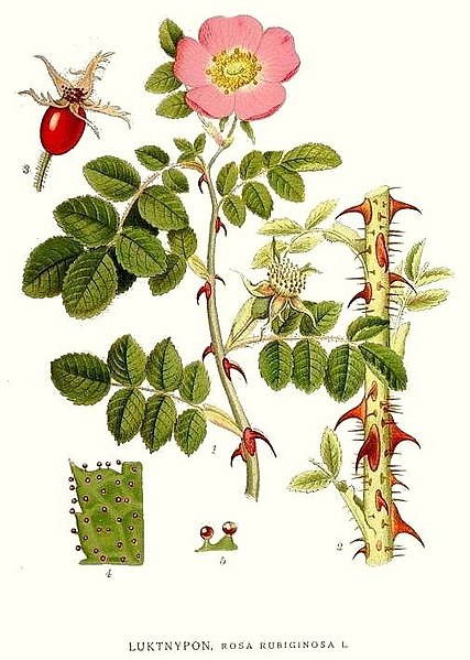 Archivo:292 Rosa rubiginosa.jpg