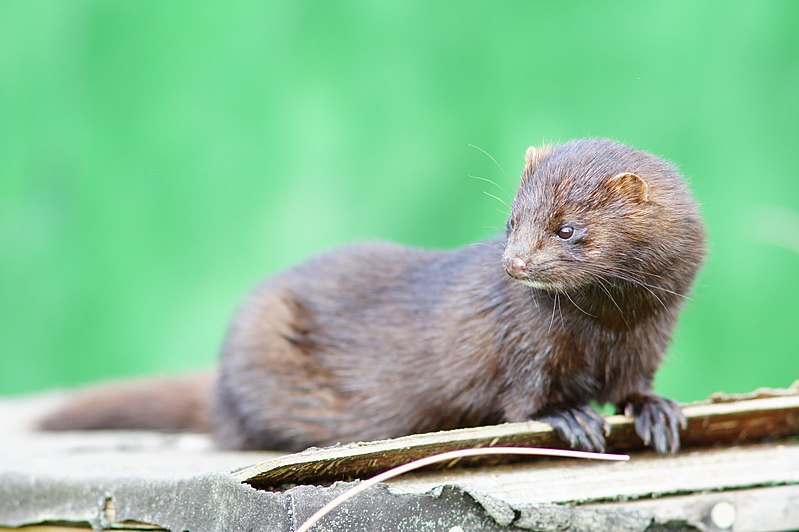 Файл:American mink geograph.co.uk 2083077.jpg