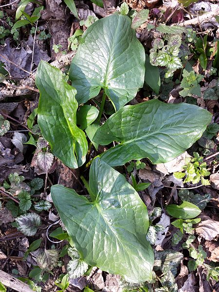 Archivo:Arum cylindraceum sl2.jpg