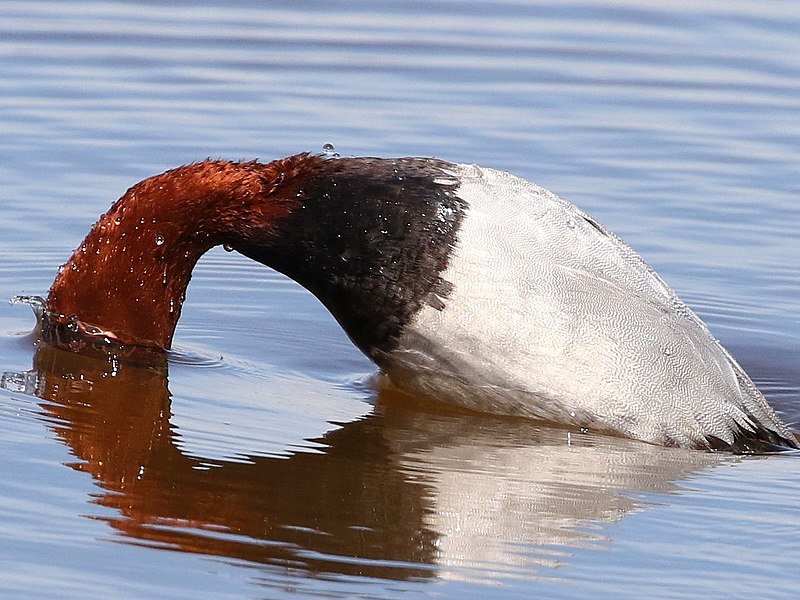 File:Aythya ferina-male diving.jpg