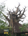 A Baobab