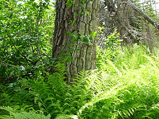 Ствол крупного экземпляра Populus angustifolia (Аляска)