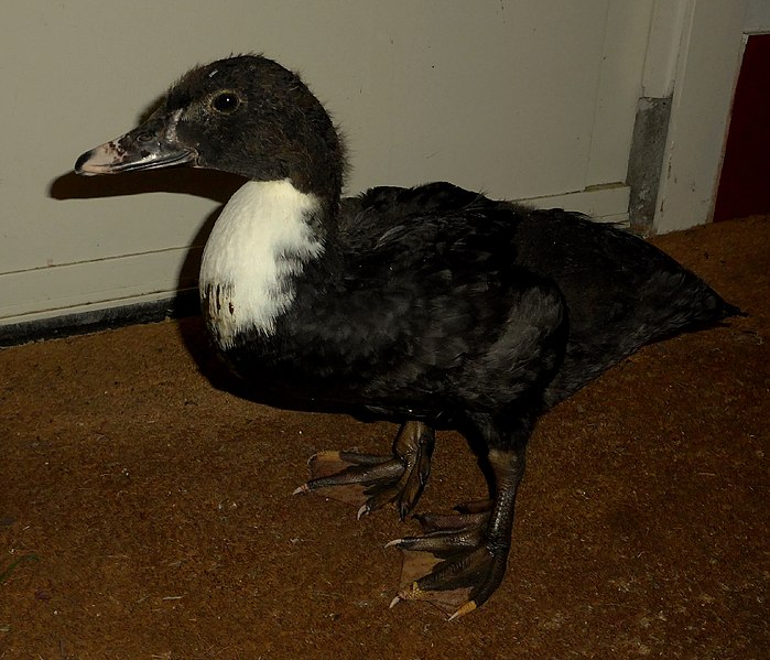 File:Cairina moschata subspecies 0.jpg