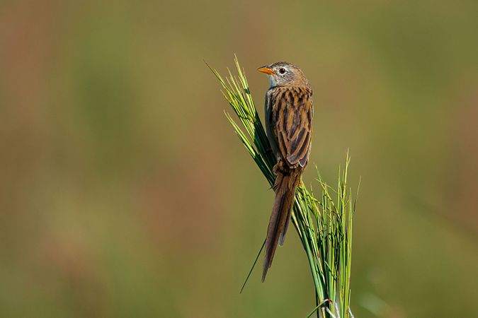 楔尾草鹀（Emberizoides herbicola），拍攝地點是巴西南馬托格羅索州的特雷諾斯。