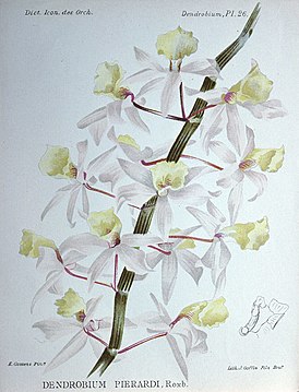 Dendrobium aphyllum