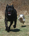 Image 4The difference in body size between a Cane Corso (Italian mastiff) and a Yorkshire Terrier is over 30-fold; both are members of the same species. (from Dog anatomy)