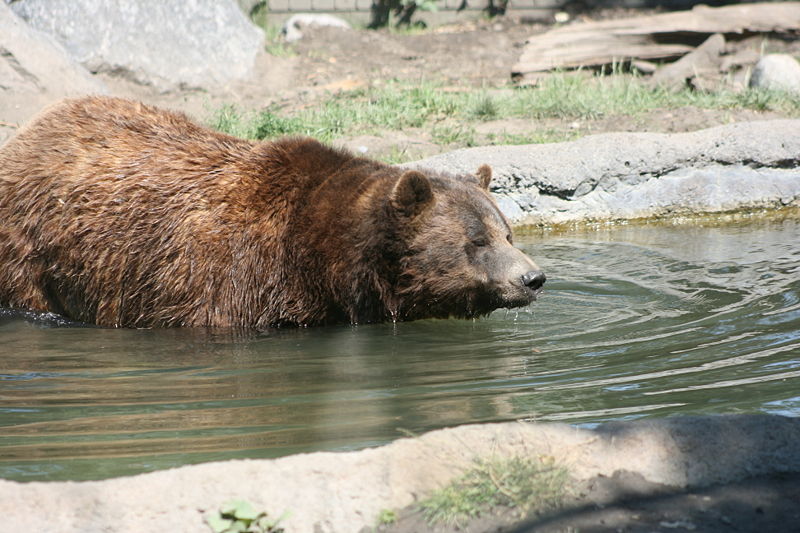 File:Grizzly In Water.jpg