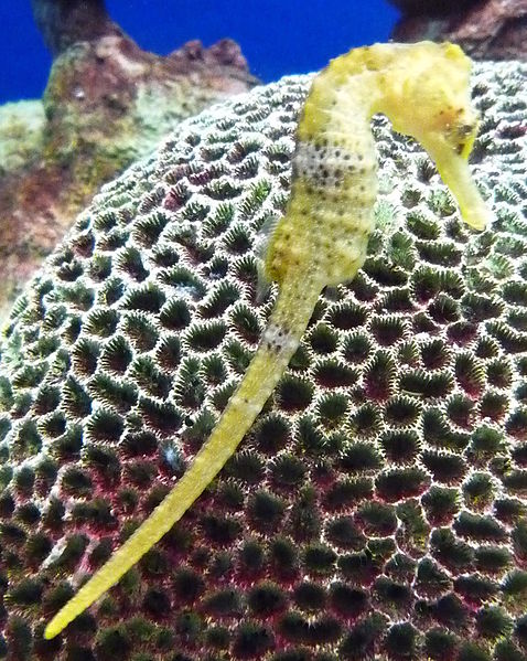 Файл:LongSnoutedSeahorse1600ppx.jpg