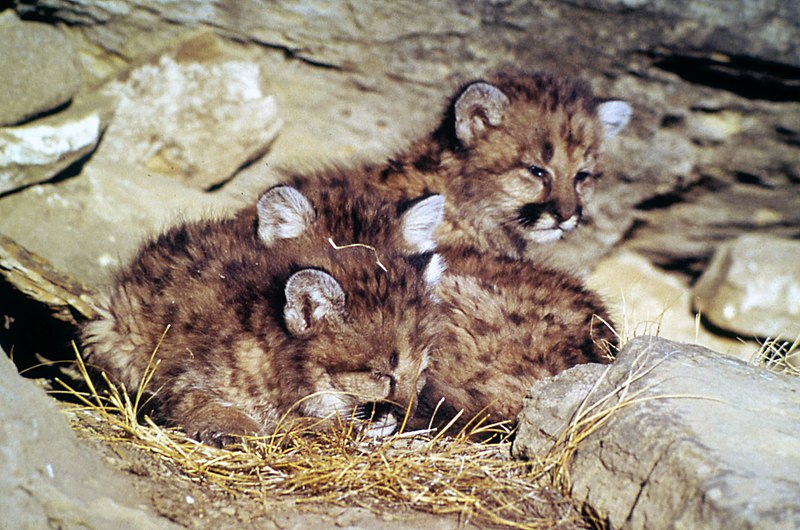 Archivo:Mountain lion kittens.jpg