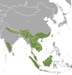 Distribución de la nutria enana