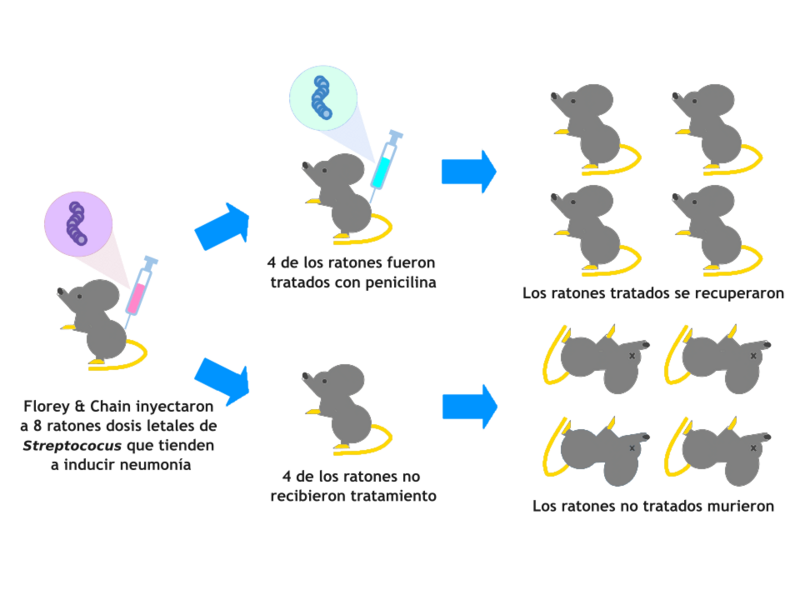 Archivo:Penicillin Figure-es.png