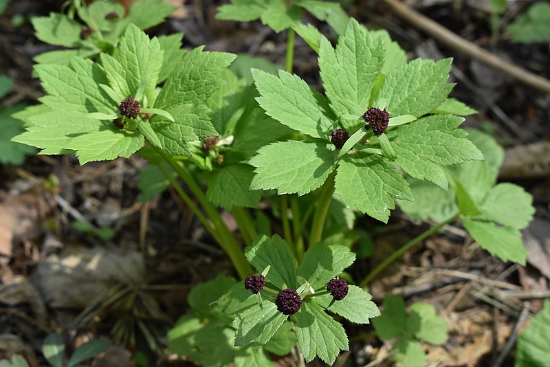 Файл:Sanicula rubriflora 72034102.jpg