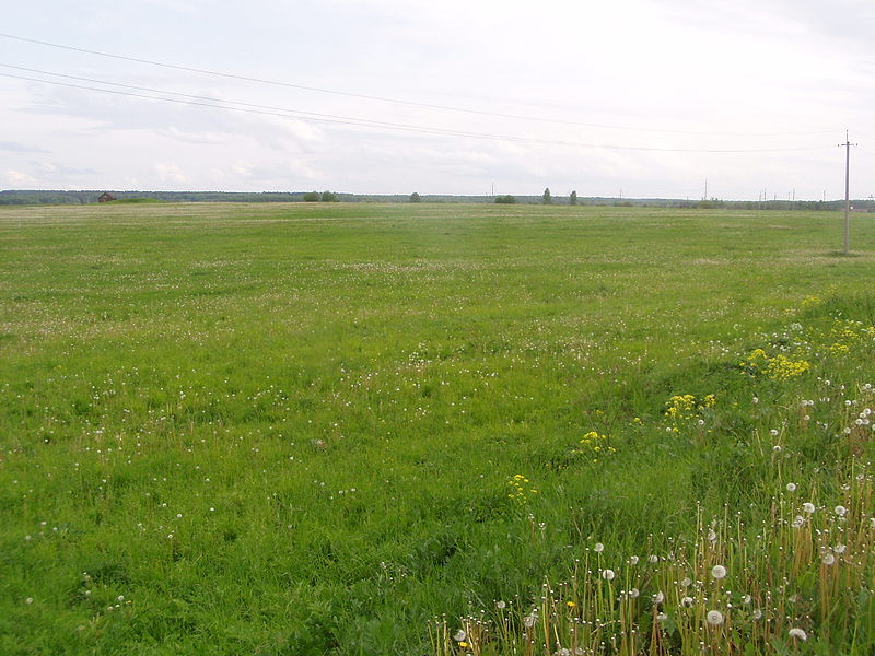 Файл:Solomin field.JPG