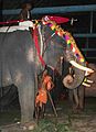 Mahout with his thotti (hook).