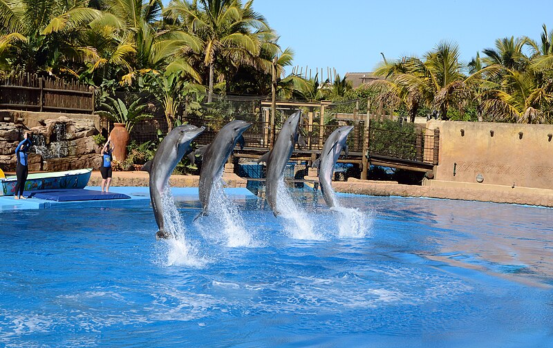 File:UShaka Dolphin show.JPG