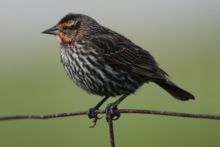 streaky brown bird