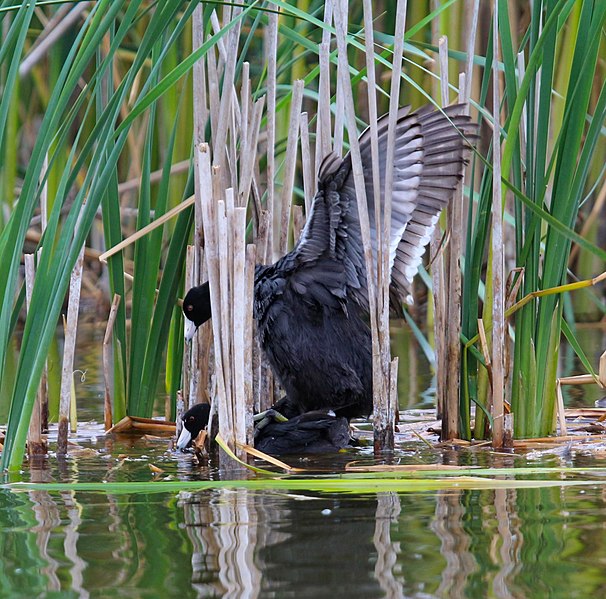 File:American coots mating.jpg