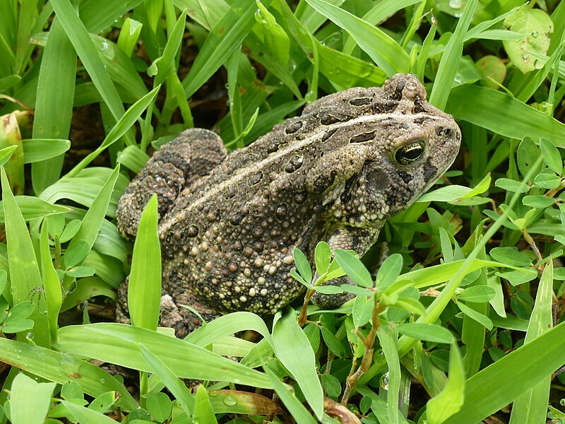 File:Bufo fowleri, Missouri Ozarks.JPG