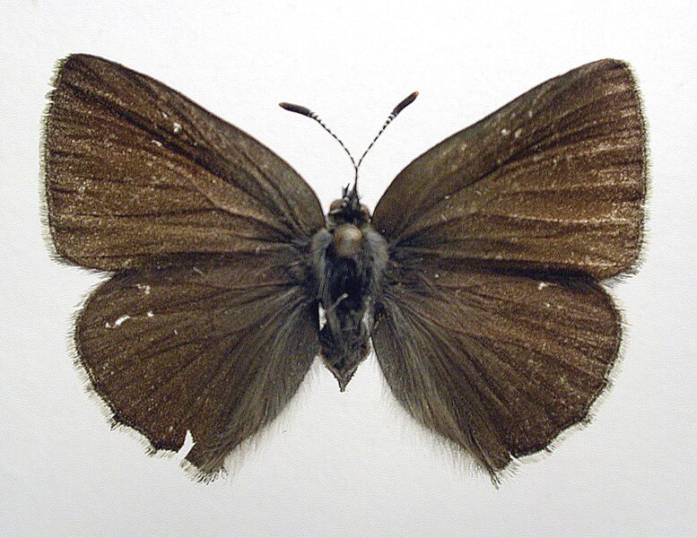 File:Callophrys rubi dorsal.jpg