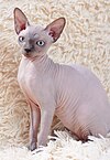 Sphynx