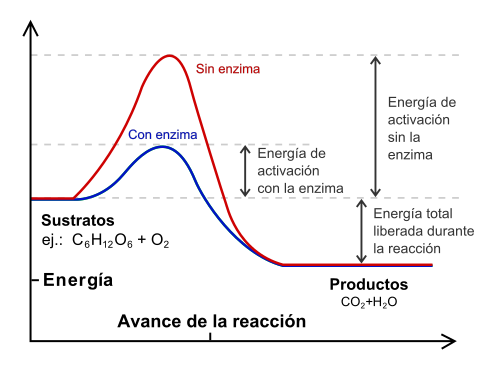 Archivo:Catalisis enzimatica1.svg