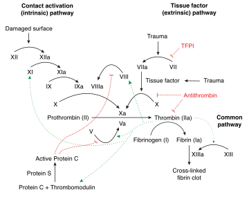 Schematic diagram of the blood coagulation (thrombin; left) and protein C (right) pathways. In the blood coagulation pathway, thrombin acts to convert factor Xi to XIa, VIII to VIIIa, V to Va, fibrinogen to fibrin. In addition, thrombin promotes platelet activation and aggregation via activation of protease-activated receptors on the cell membrane of the platelet. Thrombin also cross over into the protein C pathway by converting protein C into APC. APC in turn converts factor V into Vi, and VIIIa into VIIIi. Finally APC activates PAR-1 and EPCR.