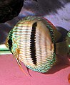 A discus, Symphysodon discus