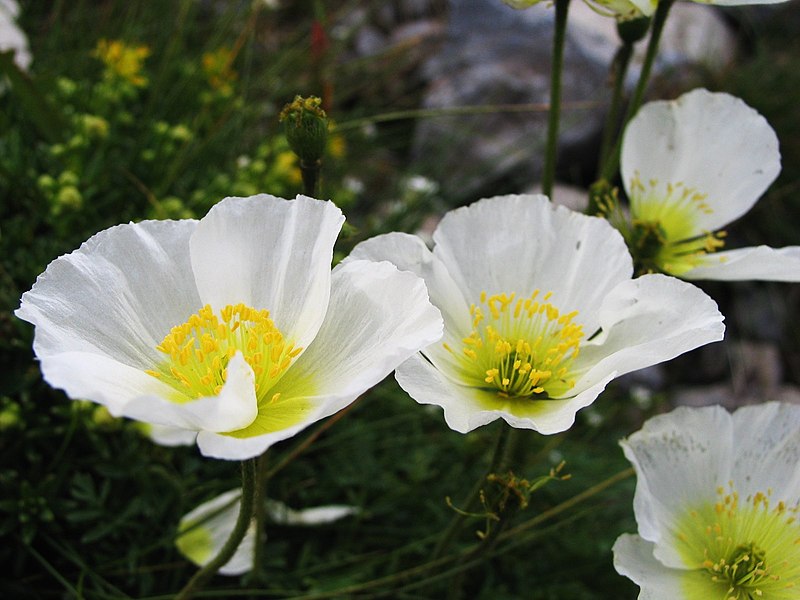 Файл:Dixi-Papaver alpinum.jpg